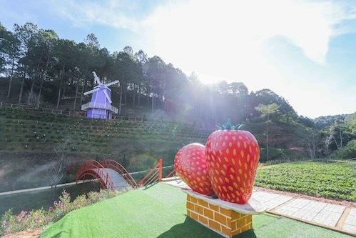 Những tiểu cảnh này mang đến nét đẹp riêng khác cho không gian của Thiên Đường Tím. Đồng thời, khách du lịch ghé thăm Thiên Đường Tím còn có cơ hội tham quan, trải nghiệm hoạt động hái dâu tại vườn.