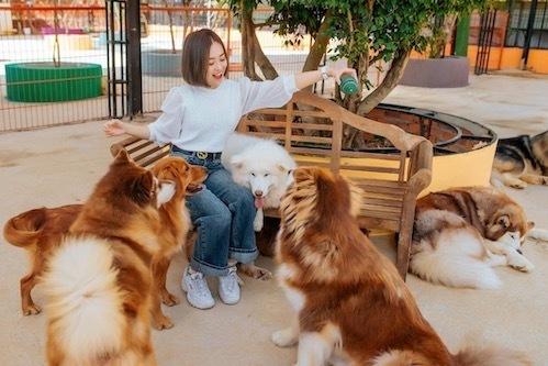 Puppy Farm Đà Lạt là điểm hẹn lý tưởng cho hội say mê thú cưng. Ghé thăm nơi đây, bạn có cơ hội vui chơi cùng các chú cún cưng.