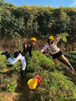 DaLat Bunny Hill Trải Nghiệm Một Ngày Làm Nông Dân Ở Xứ Sở Mộng Mơ