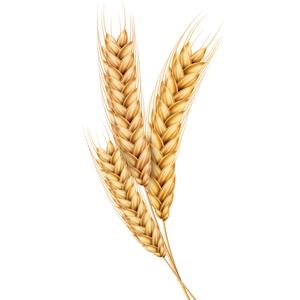 Dầu gội hành tây Mamaearth giảm rụng tóc