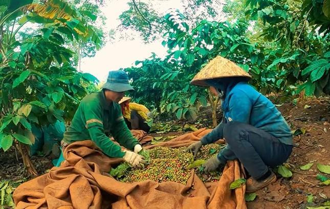 Việt Nam lần đầu thu hơn 1 tỷ USD/tháng từ xuất khẩu cà phê ảnh 2