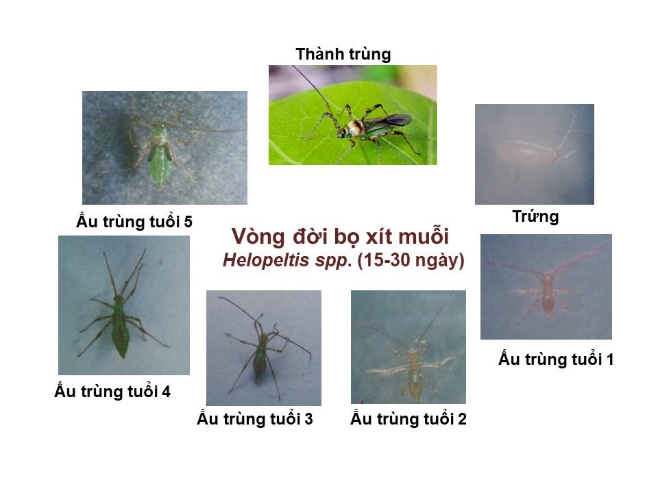 https://www.hoptri.com/images/quytrinhgiaiphap/2017/BoXitMuoi/Vong_doi_BXM.jpg