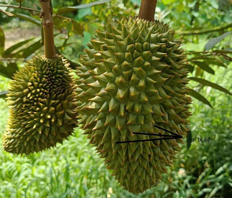 Sầu riêng bị nứt gai