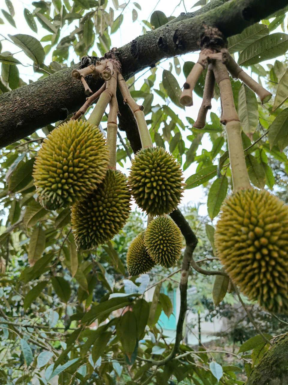 tuyển trái sầu riêng