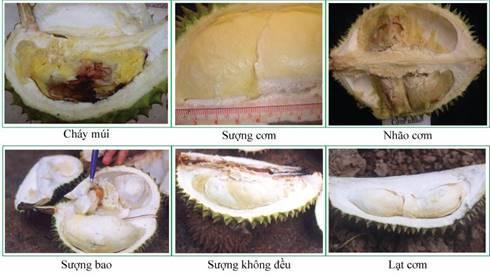 CHỐNG SƯỢNG CƠM, CHÁY MÚI TRÊN SẦU RIÊNG