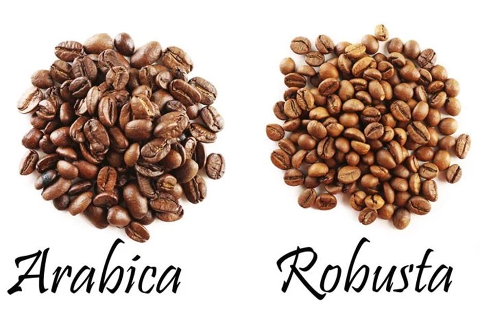 Ca-phe-rang-moc-san-pham-ocop-menscoffee