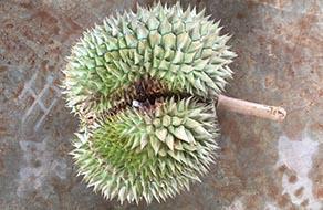 thiếu hụt bo ở sầu riêng