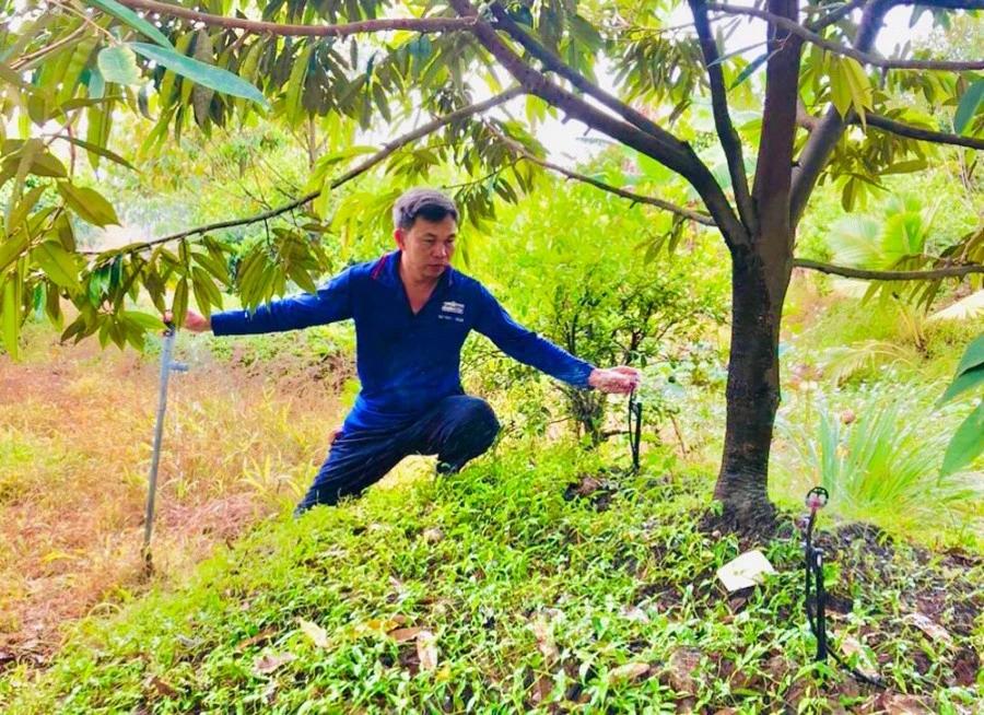 Tưới nhỏ giọt khuếch tán giúp tăng năng suất và chất lượng sầu riêng