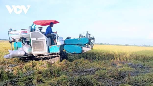Ung dung ai trong nong nghiep de dinh vi hat gao viet nam hinh anh 2
