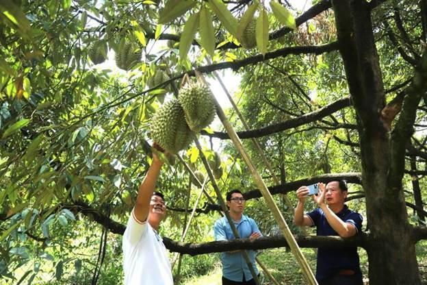 Vườn sầu riêng của gia đình ông Điệp. Ảnh: Lam Hồng
