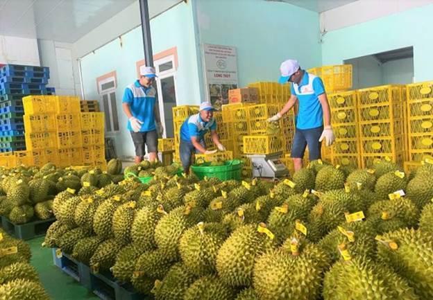 Tăng cường quản lý chất lượng sản phẩm sầu riêng phục vụ xuất khẩu