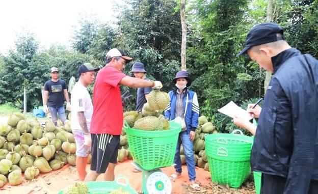 Người dân thu hoạch sầu riêng. Ảnh: Lam Hồng