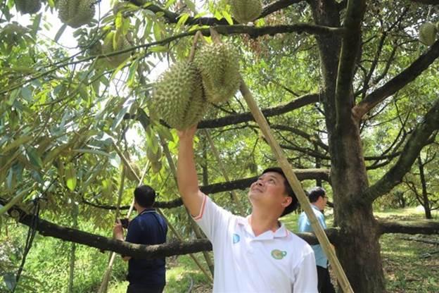 Sầu riêng được trồng tại Lâm Đồng