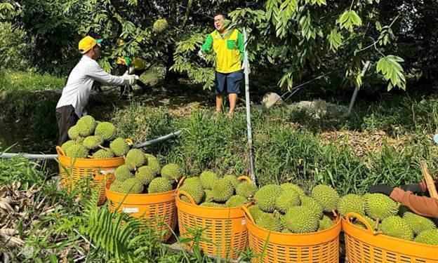 Sầu riêng được thu hoạch tại nhà vườn ở miền Tây. Ảnh: Mạnh Khương