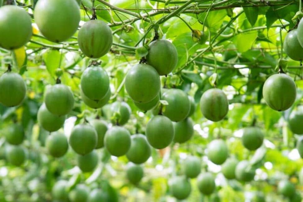 Chanh leo và ớt chính thức xuất khẩu sang Trung Quôc