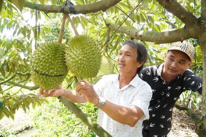 2- Nông dân miền Tây cần thu hoạch sầu riềng đúng thời gian.JPG