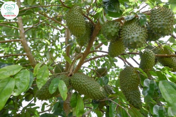 Trà Mãng Cầu Xiêm: Giải Đáp Mọi Thắc Mắc Về Công Dụng, Cách Dùng & An Toàn