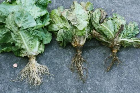 https://i0.wp.com/www.tricaldiagnostics.com/wp-content/uploads/2018/10/LettucePythium7.jpg?resize=488%2C325