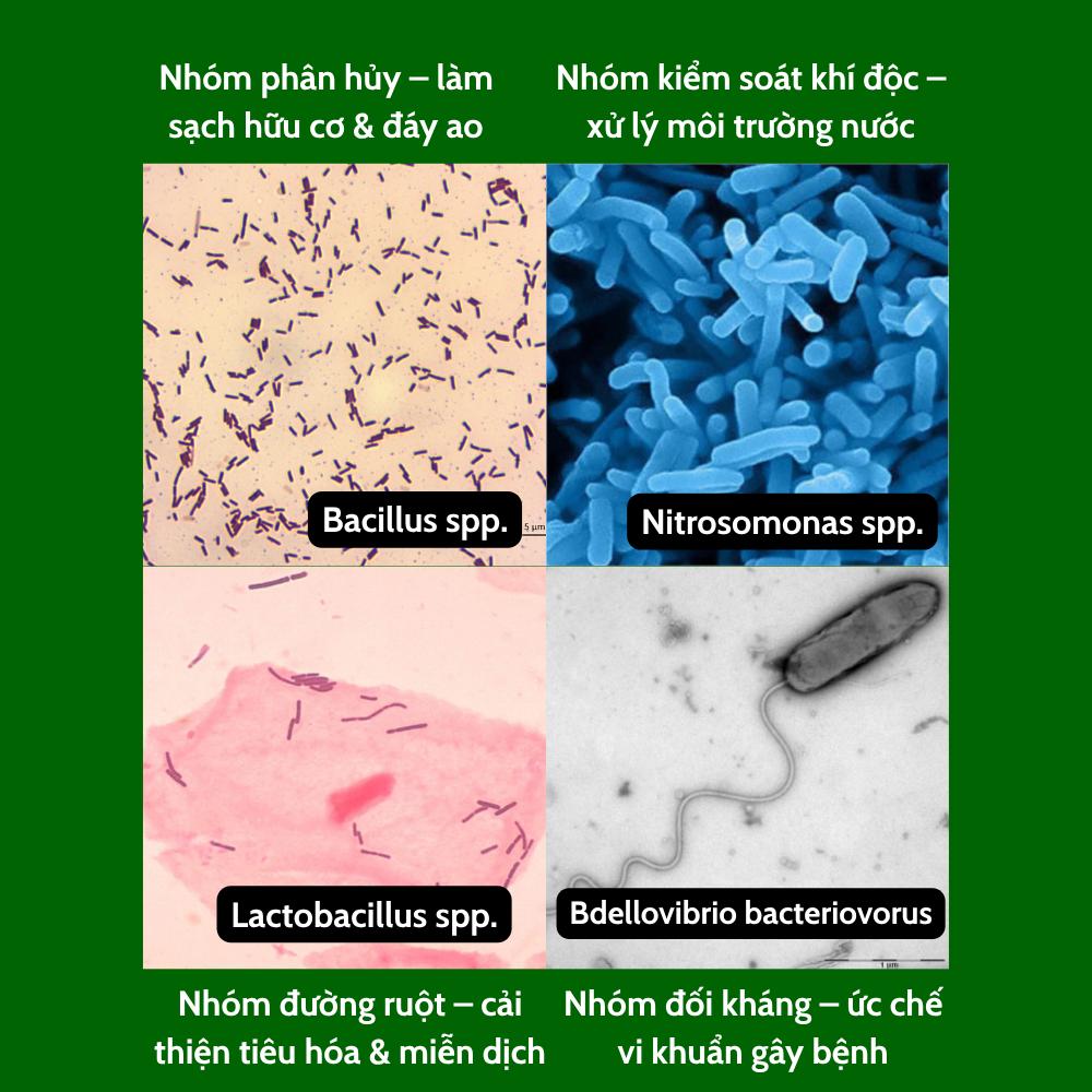 bdellovibrio