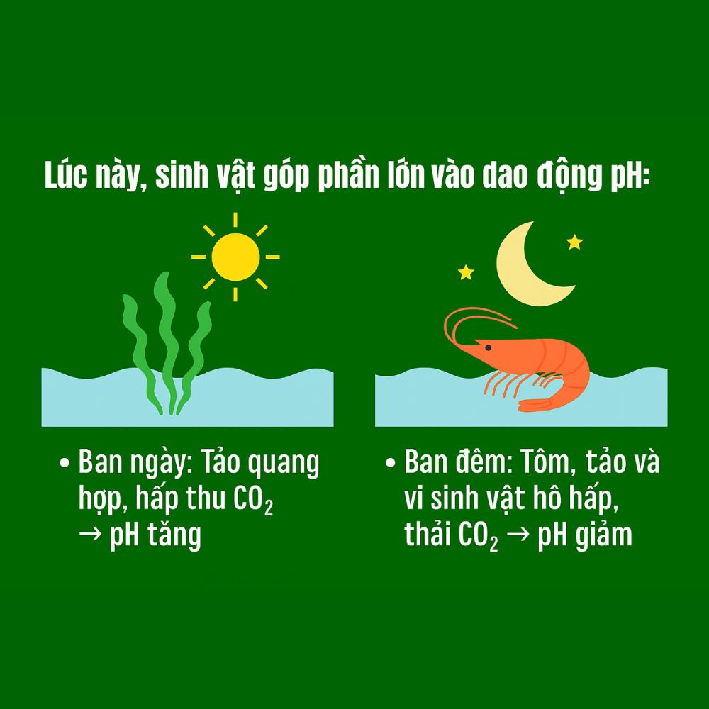 pH trong ao tôm